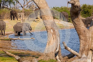 Elephants from Caprivi Strip - Bwabwata, Kwando, Mudumu National park - Namibia photo