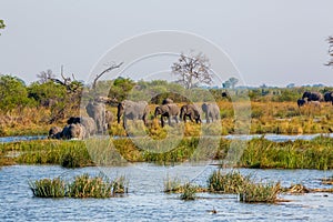 Elephants from Caprivi Strip - Bwabwata, Kwando, Mudumu National park - Namibia photo