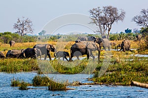 Elephants from Caprivi Strip - Bwabwata, Kwando, Mudumu National park - Namibia photo