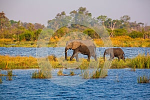 Elephants from Caprivi Strip - Bwabwata, Kwando, Mudumu National park - Namibia photo