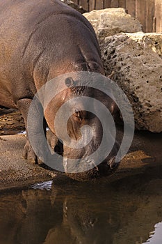 Drinking Hippo