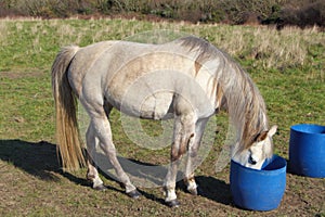 Drinking horse in a field