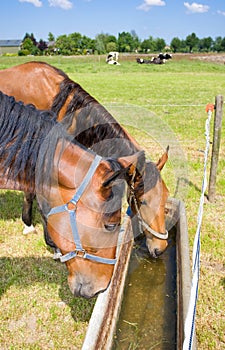 Drinking horses