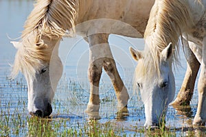 Wild horses drinking water