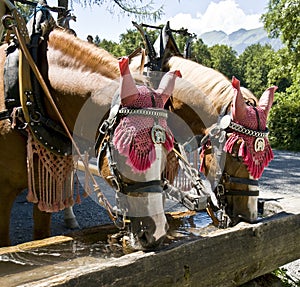 Drinking horses