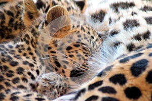 Drinking Jaguar Baby with closed eyes photo