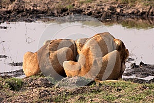 Drinking lioness