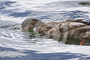 Drinking mallard duck in shimmering water.