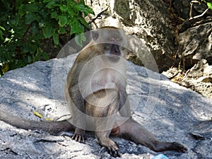 Drinking Monkey, Thailand