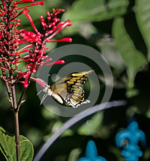 Drinking the Nectar_2016_0825_1619_9135_A copy smart copy