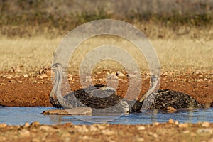 Drinking Ostrich