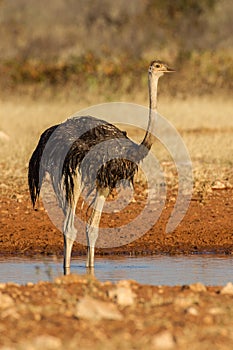 Drinking Ostrich