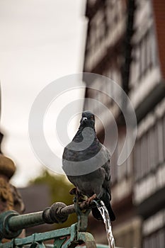 Drinking pigeon sitting on a fountain with old houses in the background