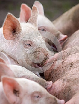 Drinking Piglets