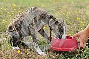 Drinking puppy whippet
