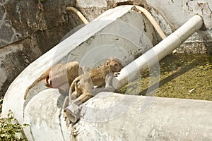 Drinking reservoir used by monkeys