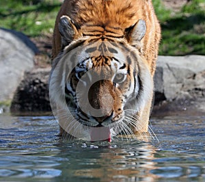 Drinking Siberian Tiger