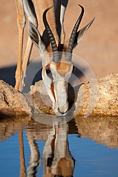 Drinking springbok antelope photo