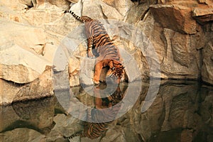 Drinking sumatran tiger