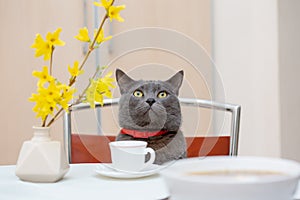 Drinking tea together with adorable grey cat