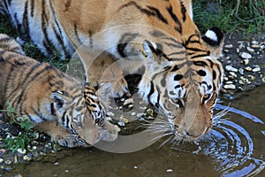 Drinking tiger