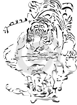 Drinking tiger