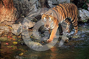 A drinking tiger