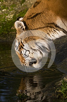 Drinking Tigress