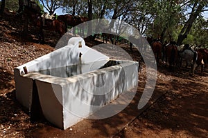 Drinking trough for horses. Day of the Pilgrimage of the Virgin Queen of the Angels