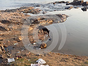 Drinking of water black dog barakar River Jharkhand India
