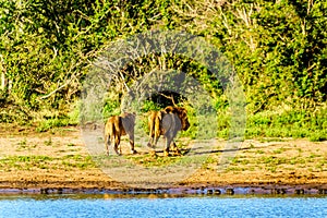 After drinking water from the the Nkaya Pan Watering Hole a Male and Female Lion heading back into the forest