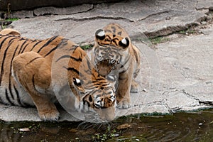 Drinking water tiger.
