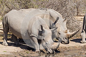 Drinking White Rhino