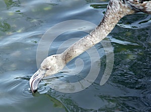 Drinking young flamingo