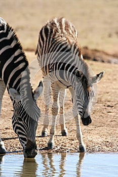 Drinking Zebra Mother and Baby