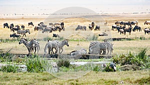 Drinking Zebras, grazing Gnus, Birds in Ngorongoro Crater