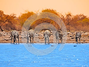 Drinking zebras at waterhole