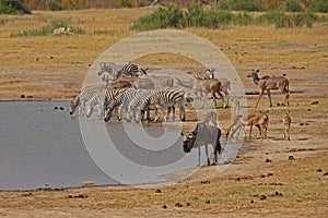 Drinkingplace with zebras, antilopes and koedoes photo