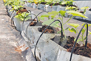 Drip irrigation is an efficient way to irrigate greenhouse crops photo