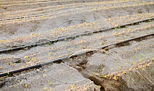 Drip irrigation on the field. Benefits : early harvest, water saving. Growing organic vegetables. Farming. Agriculture. Spring.