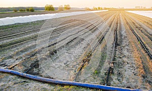 Drip irrigation on the field. Benefits : early harvest, water saving. Growing organic vegetables. Farming. Agriculture. Spring.