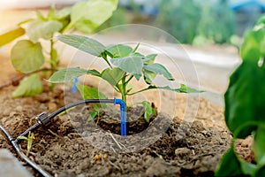 Drip irrigation in the greenhouse for peppers close-up