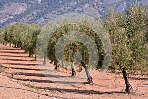 Drip irrigation in an olive plantation