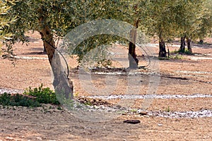 Drip irrigation in an olive plantation
