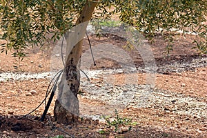 Drip irrigation in an olive plantation photo