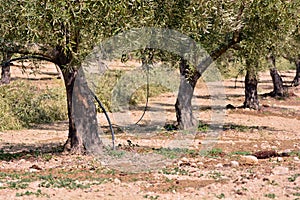 Drip irrigation in an olive plantation