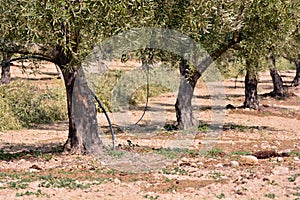 Drip irrigation in an olive plantation photo