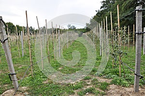Drip irrigation in the orchard