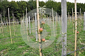 Drip irrigation in the orchard