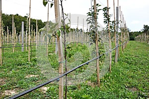 Drip irrigation in the orchard